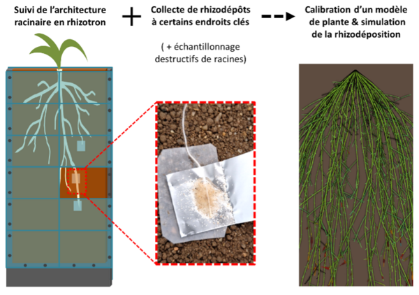 Offre_stage_M2_rhizodéposition_du_sorgho.png Offre_stage_M2_rhizodéposition_du_sorgho.png